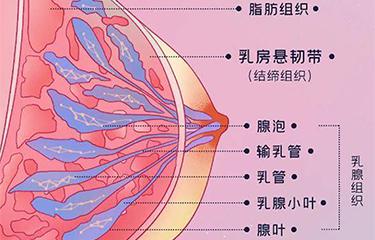 懸韌帶修復儀如何修復胸部懸韌帶？搭配按摩手法效果更好？